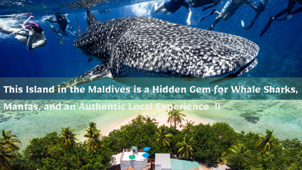 This Island in the Maldives is a Hidden Gem for Whale Sharks, Mantas, and an Authentic Local Experience!