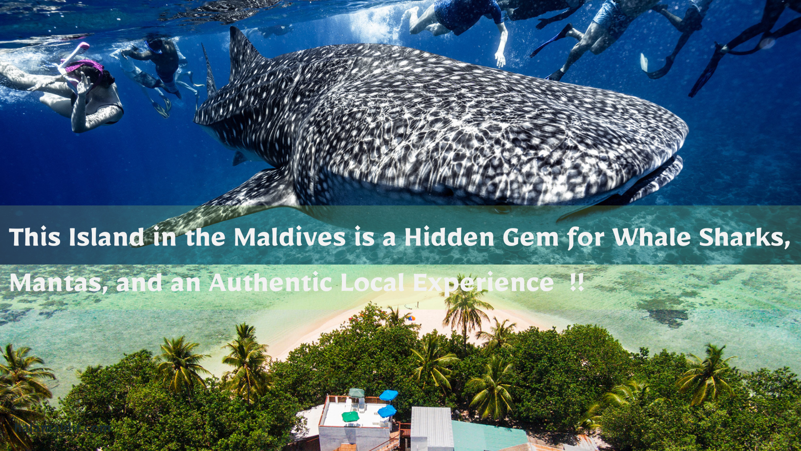 The best island for Whale Sharks, Mantas, & Authentic Experience !