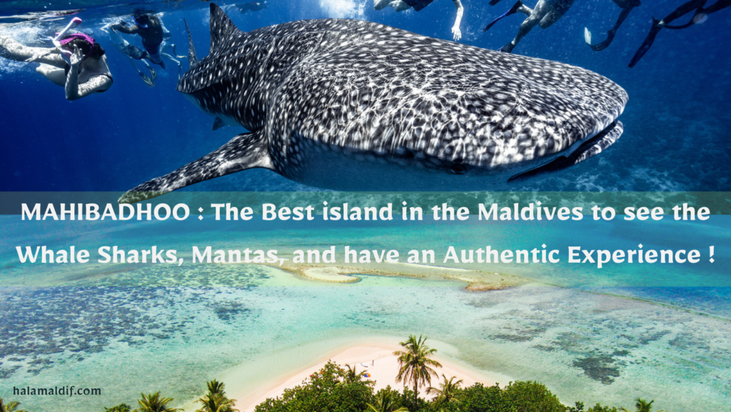 whale sharks maldives