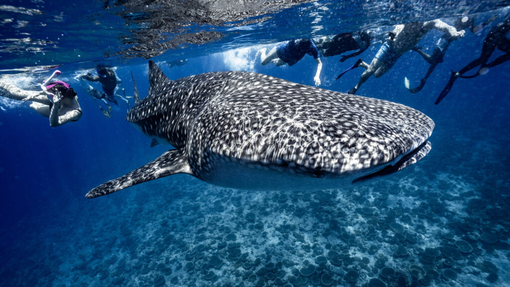 whale shark mahibadhoo