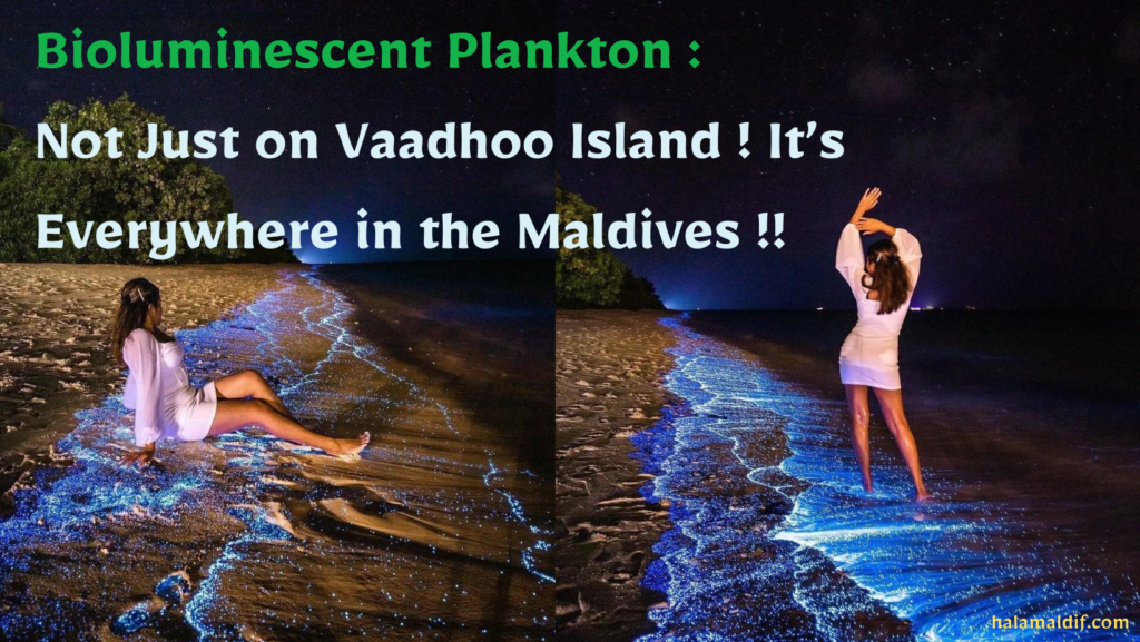 Bioluminescent plankton in maldives